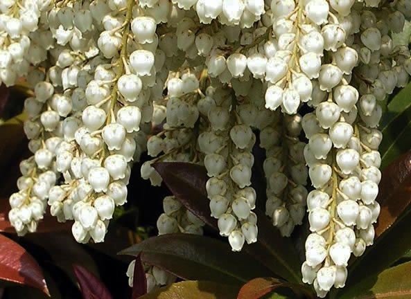 Pieris formosa  var. forrestii 'Wakehurst', flower.